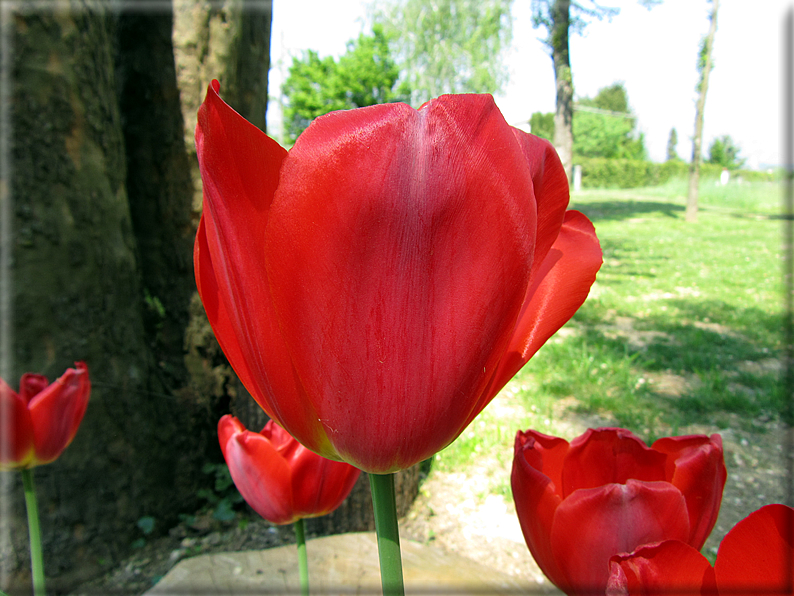 foto Tulipani